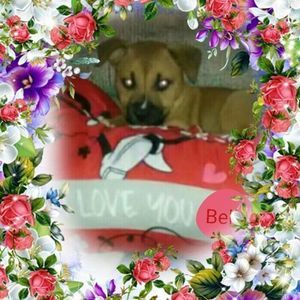 Meet your Posher, Shannon